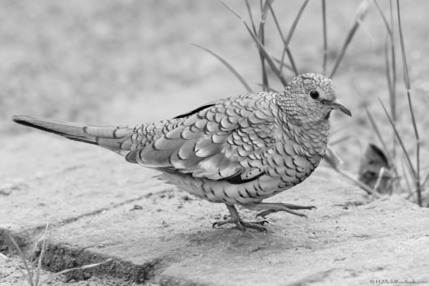 Studio-One.Art.br Repo Fotografia em Rio Preto SP/Brasil