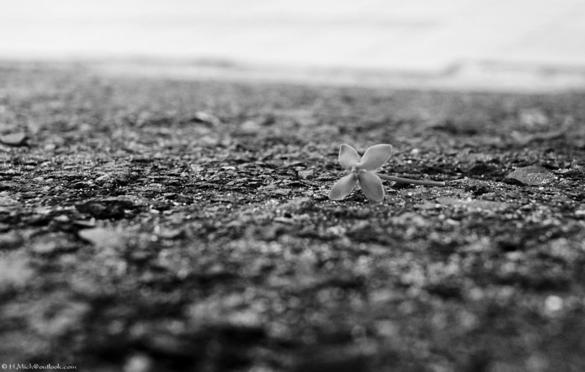 Studio-One.Art.br Repo Fotografia em Rio Preto SP/Brasil