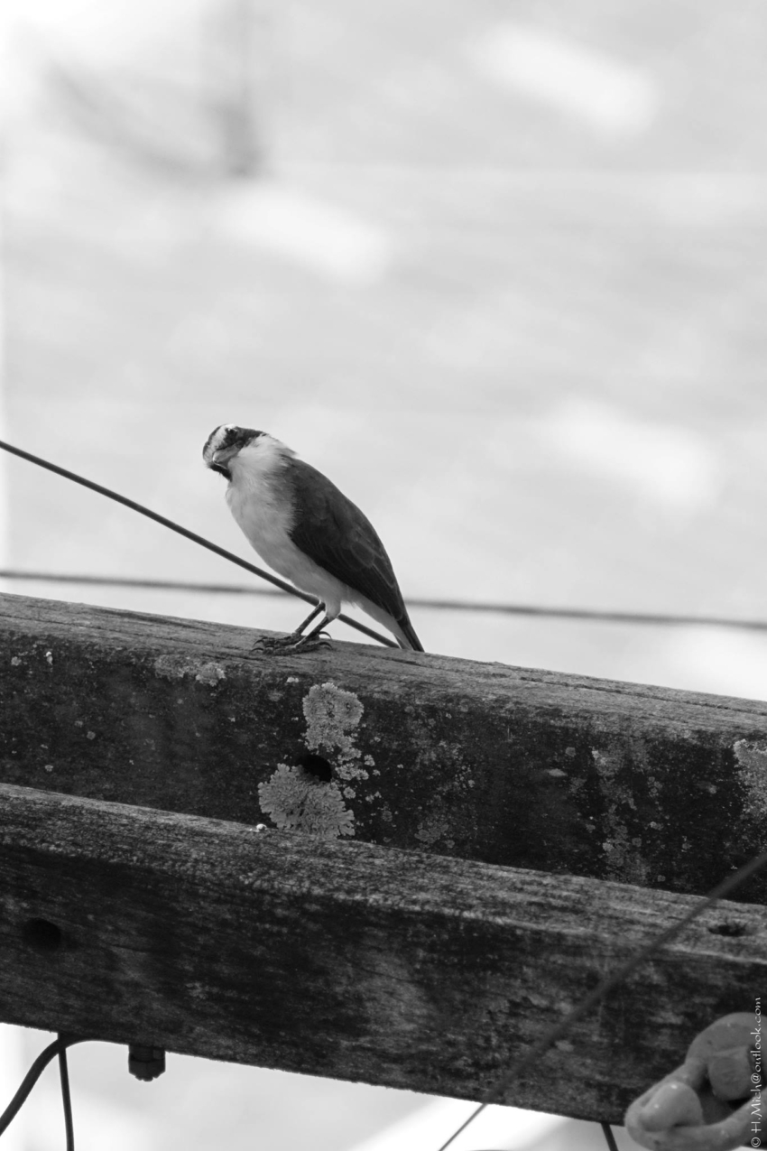 Studio-One.Art.br Repo Fotografia em Rio Preto SP/Brasil