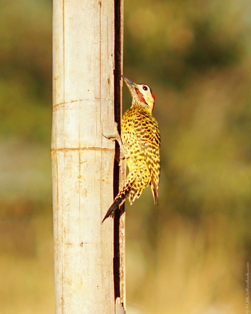 Studio-One.Art.br Repo Fotografia em Rio Preto SP/Brasil