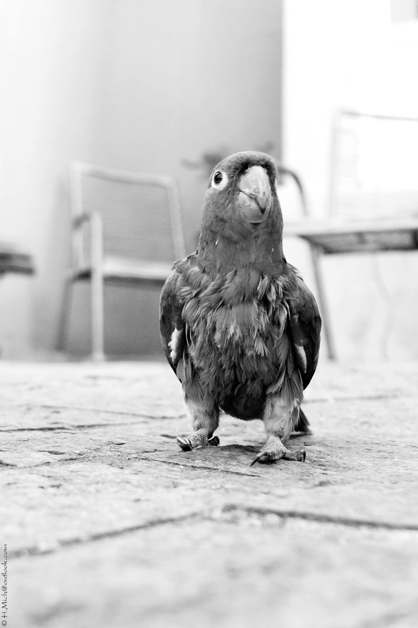 Studio-One.Art.br Repo Fotografia em Rio Preto SP/Brasil