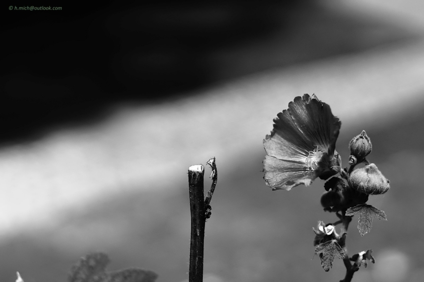 Studio-One.Art.br Repo Fotografia em Rio Preto SP/Brasil