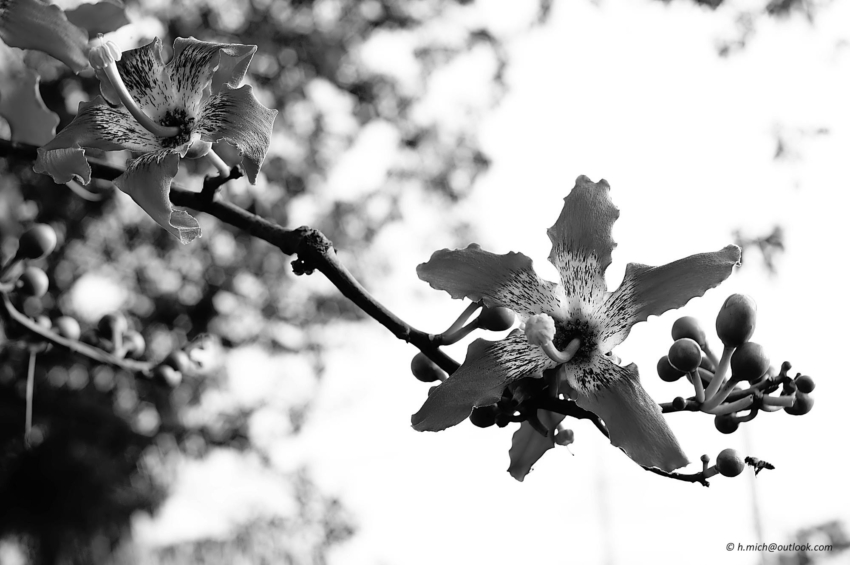 Studio-One.Art.br Repo Fotografia em Rio Preto SP/Brasil