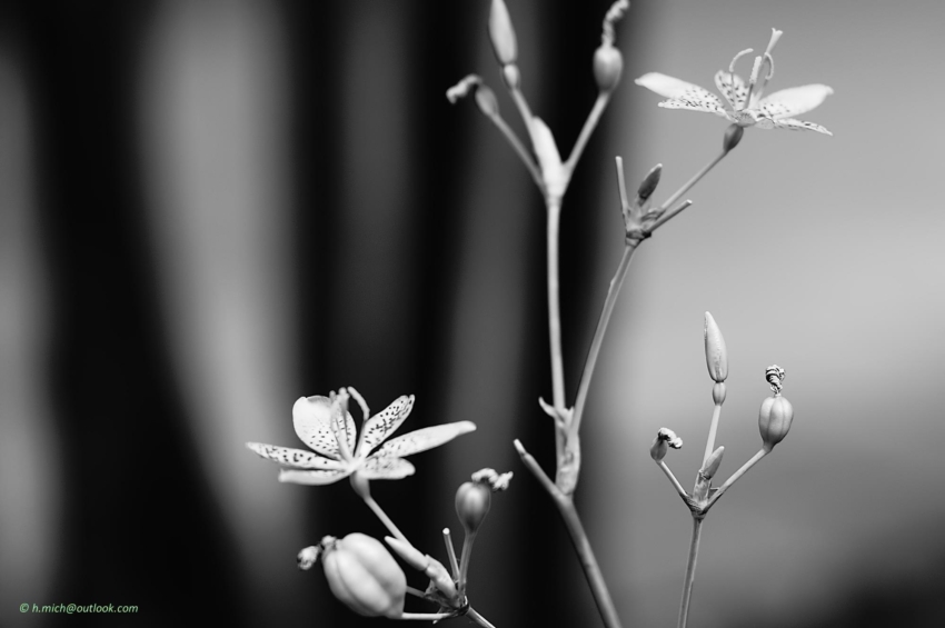 Studio-One.Art.br Repo Fotografia em Rio Preto SP/Brasil