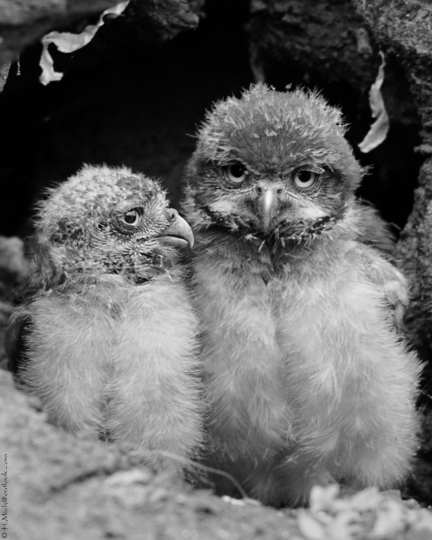 Studio-One.Art.br Repo Fotografia em Rio Preto SP/Brasil