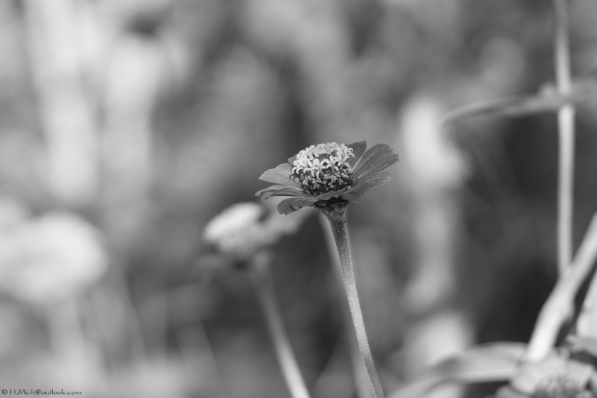 Studio-One.Art.br Repo Fotografia em Rio Preto SP/Brasil