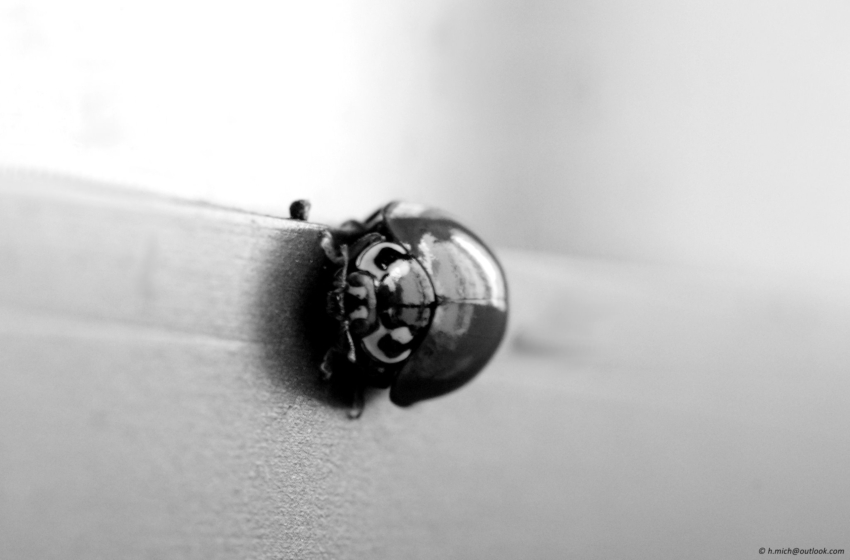 Studio-One.Art.br Repo Fotografia em Rio Preto SP/Brasil