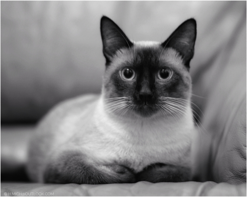 Studio-One.Art.br Repo Fotografia em Rio Preto SP/Brasil