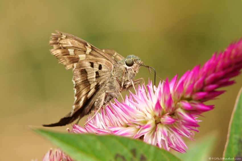 Studio-One.Art.br Repo Fotografia em Rio Preto SP/Brasil
