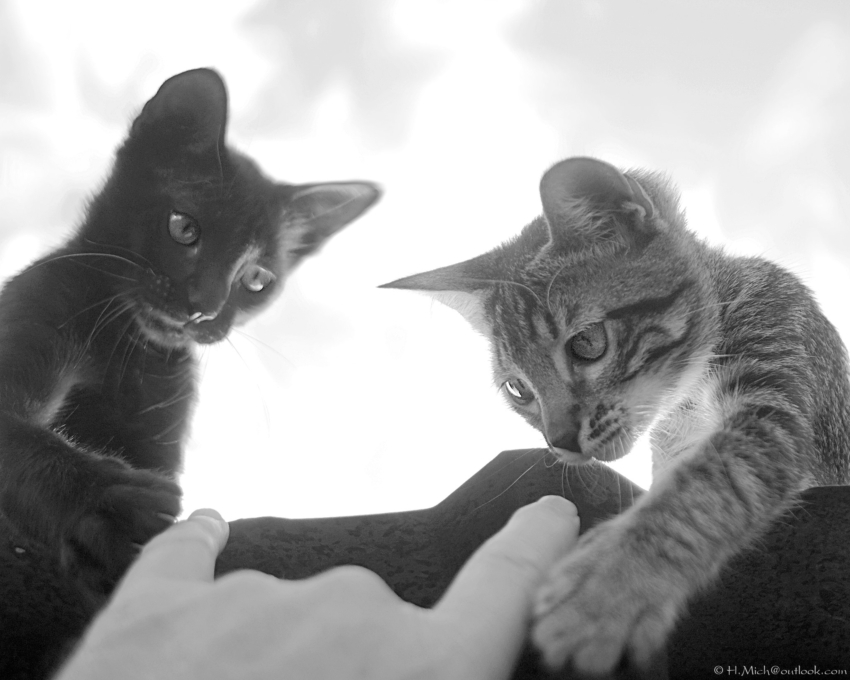 Studio-One.Art.br Repo Fotografia em Rio Preto SP/Brasil