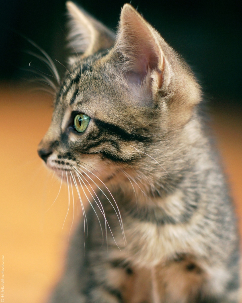 Studio-One.Art.br Repo Fotografia em Rio Preto SP/Brasil