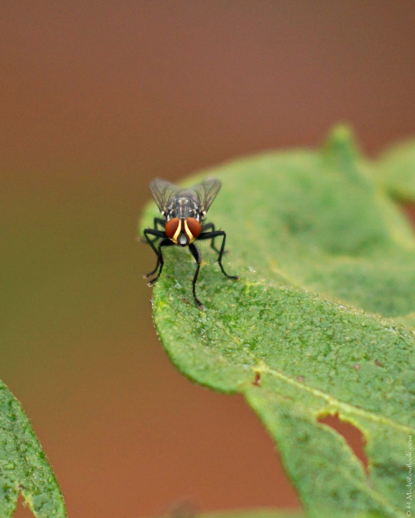 Studio-One.Art.br Repo Fotografia em Rio Preto SP/Brasil