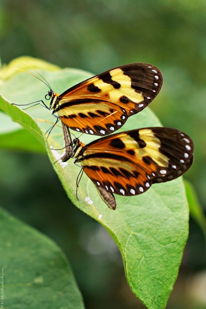 Studio-One.Art.br Repo Fotografia em Rio Preto SP/Brasil