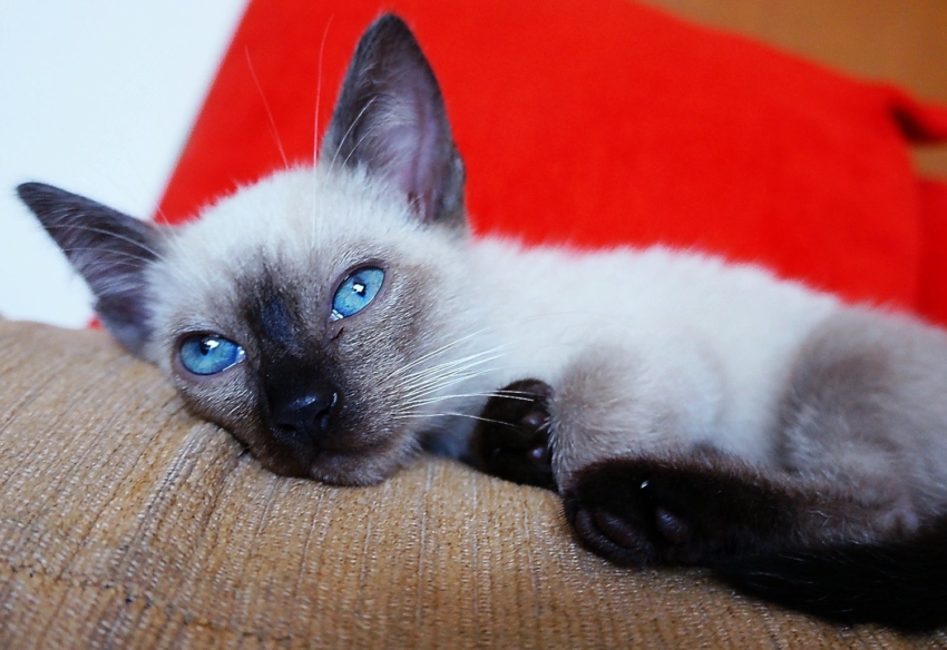 Studio-One.Art.br Repo Fotografia em Rio Preto SP/Brasil