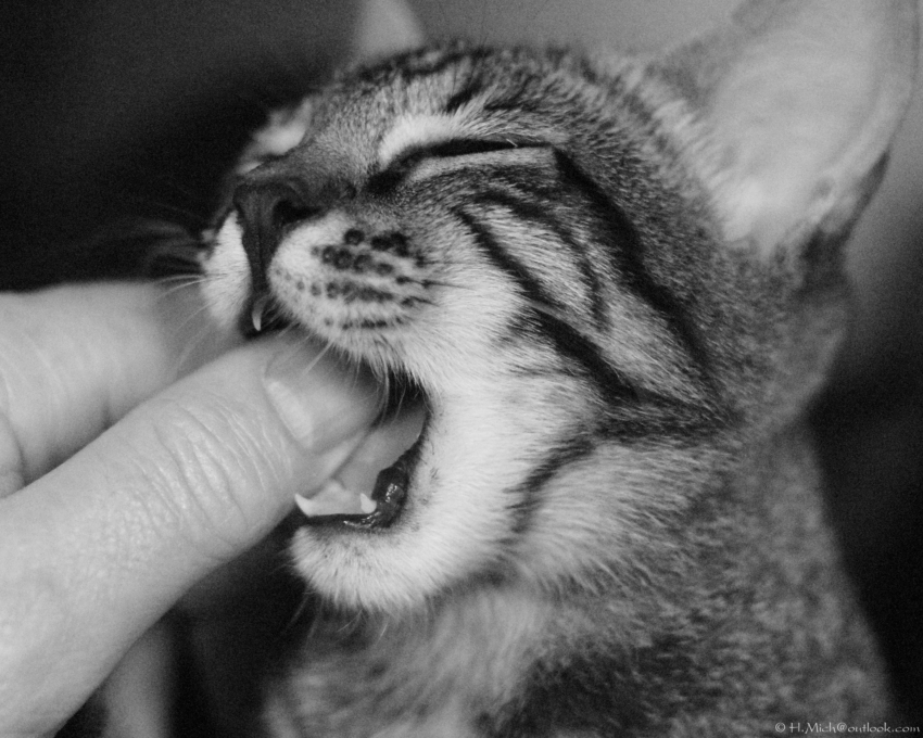 Studio-One.Art.br Repo Fotografia em Rio Preto SP/Brasil