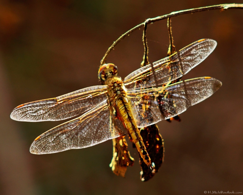 Studio-One.Art.br Repo Fotografia em Rio Preto SP/Brasil