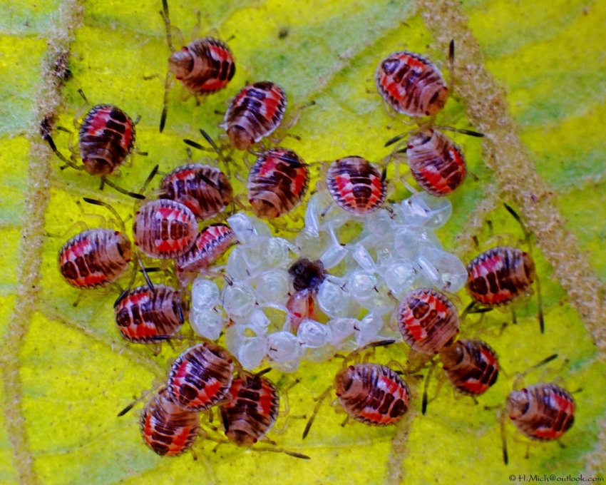 Studio-One.Art.br Repo Fotografia em Rio Preto SP/Brasil