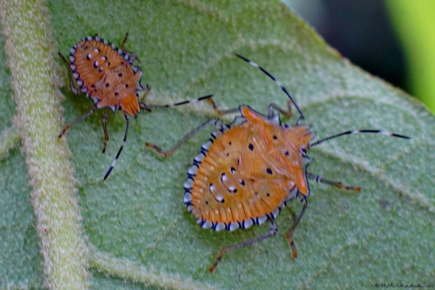 Studio-One.Art.br Repo Fotografia em Rio Preto SP/Brasil