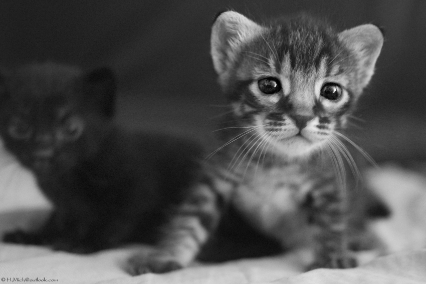 Studio-One.Art.br Repo Fotografia em Rio Preto SP/Brasil