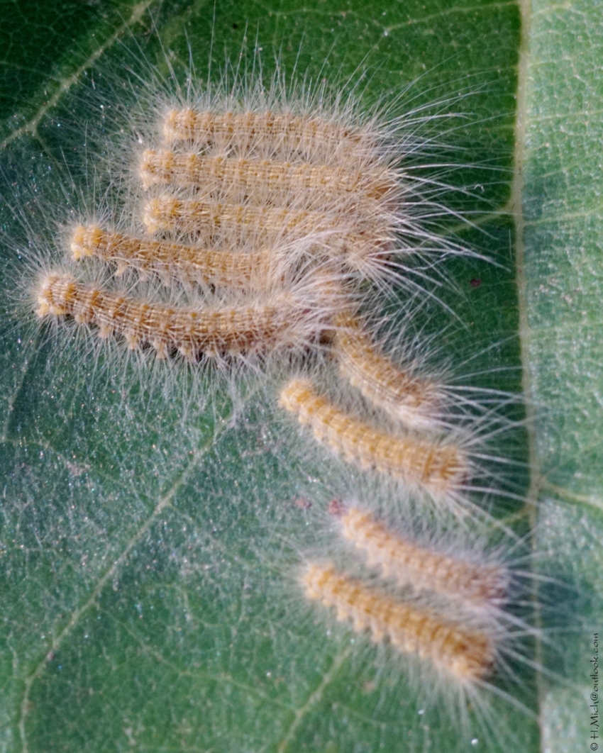 Studio-One.Art.br Repo Fotografia em Rio Preto SP/Brasil