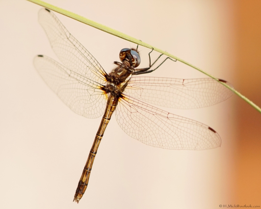 Studio-One.Art.br Repo Fotografia em Rio Preto SP/Brasil