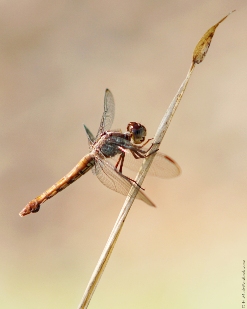 Studio-One.Art.br Repo Fotografia em Rio Preto SP/Brasil