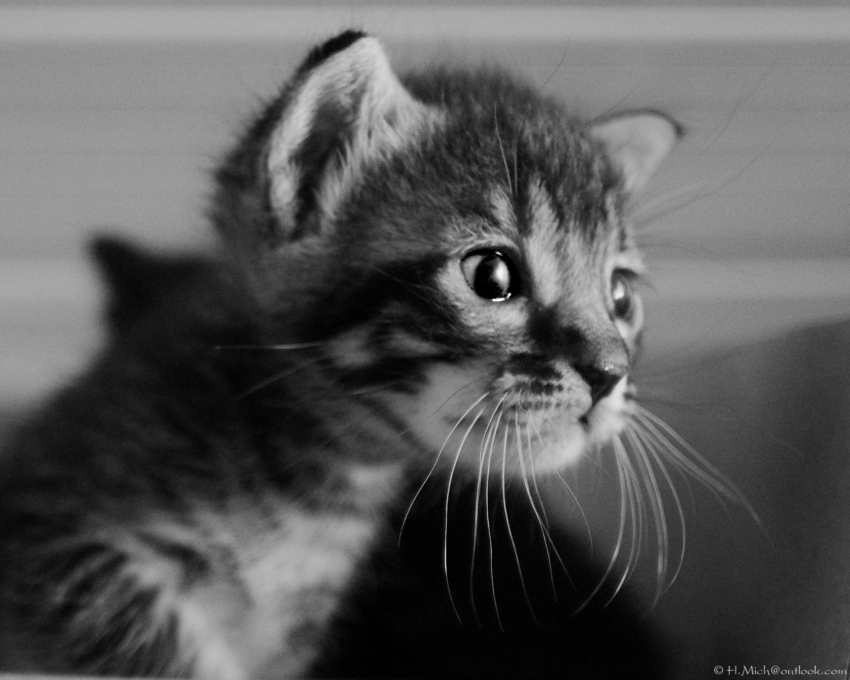 Studio-One.Art.br Repo Fotografia em Rio Preto SP/Brasil