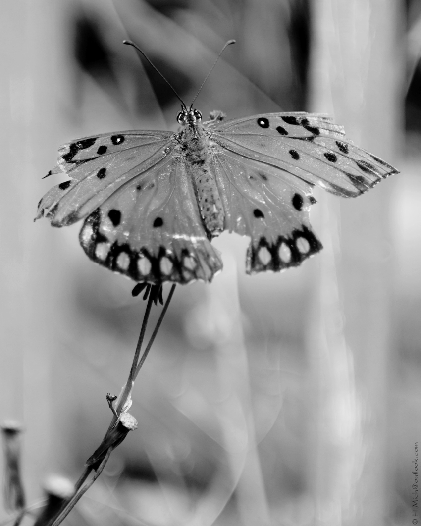 Studio-One.Art.br Repo Fotografia em Rio Preto SP/Brasil