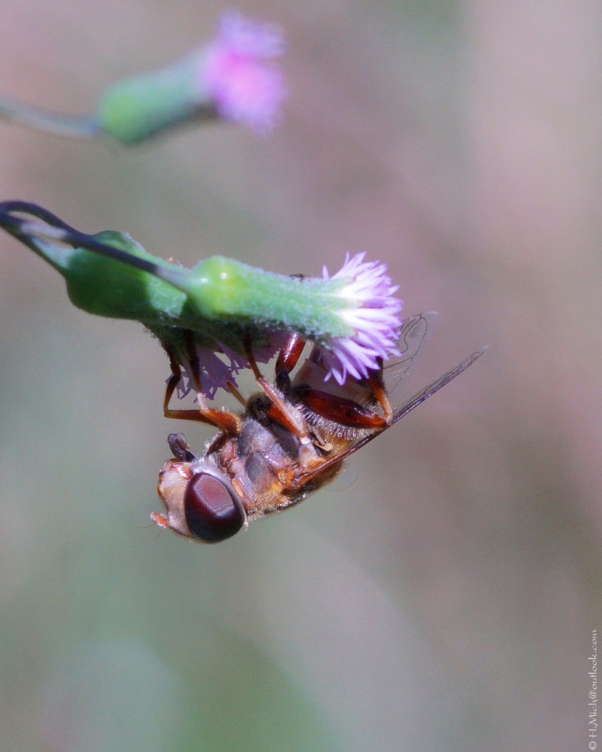Studio-One.Art.br Repo Fotografia em Rio Preto SP/Brasil