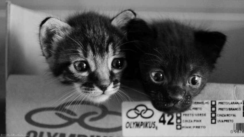 Studio-One.Art.br Repo Fotografia em Rio Preto SP/Brasil