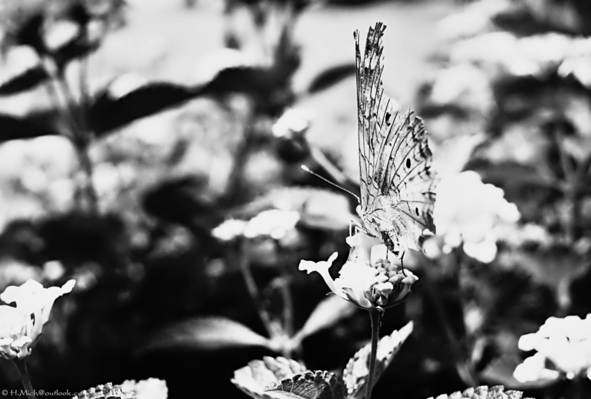 Studio-One.Art.br Repo Fotografia em Rio Preto SP/Brasil