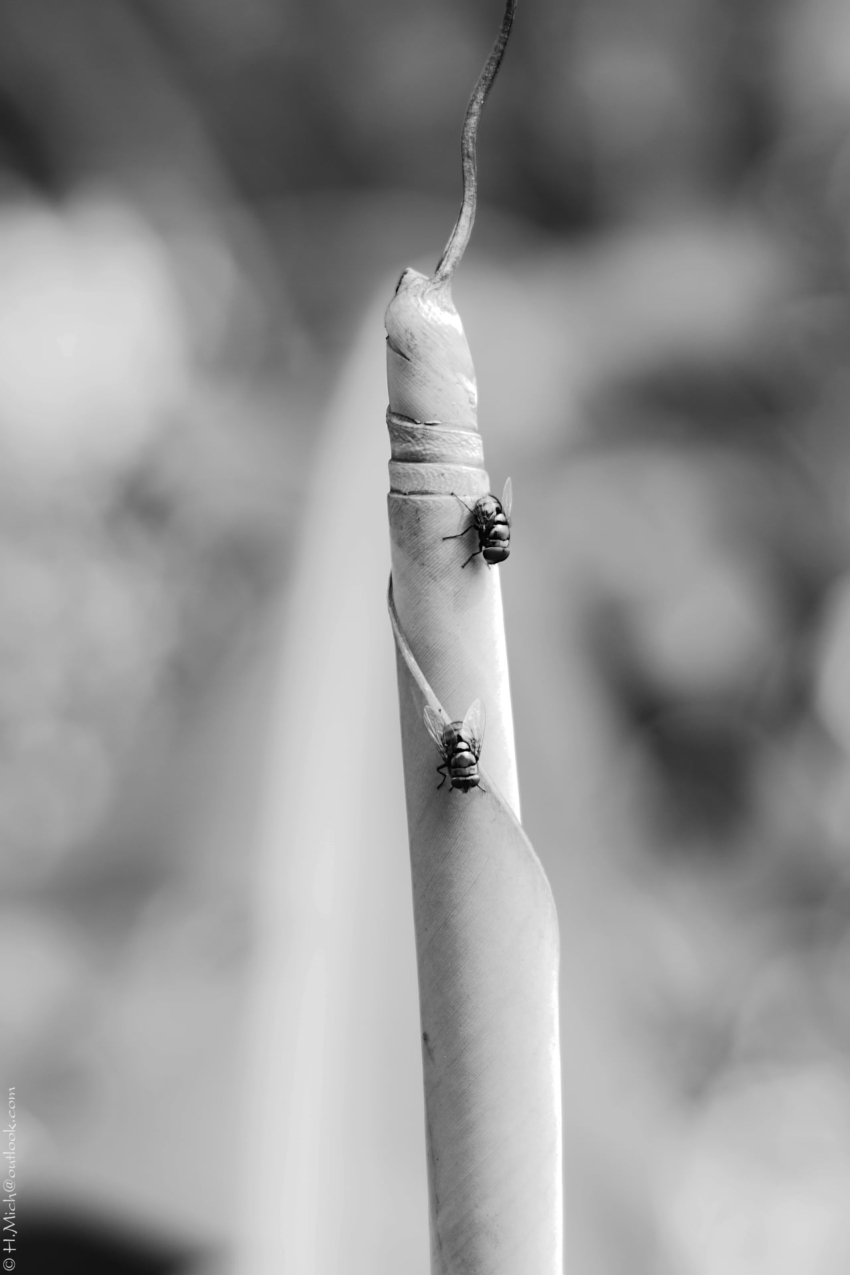 Studio-One.Art.br Repo Fotografia em Rio Preto SP/Brasil