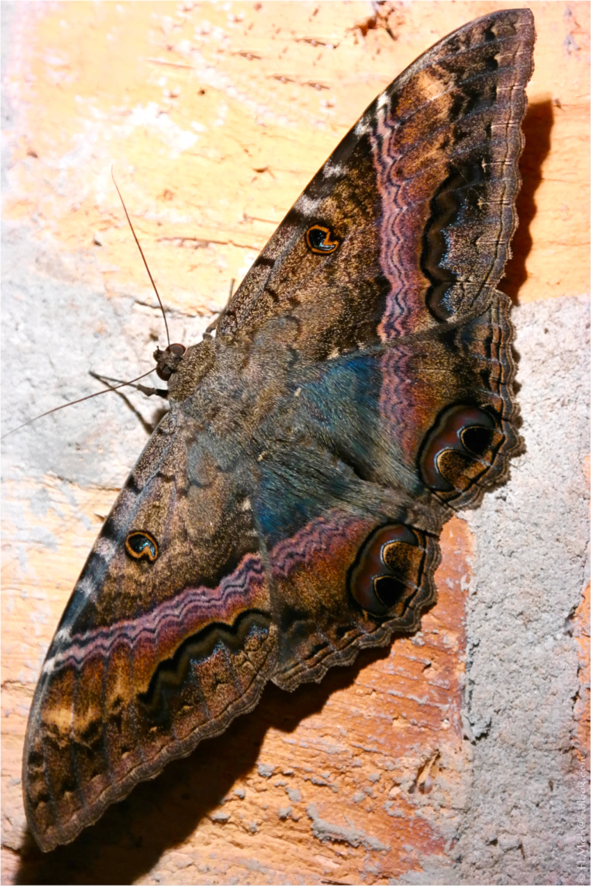 Studio-One.Art.br Repo Fotografia em Rio Preto SP/Brasil