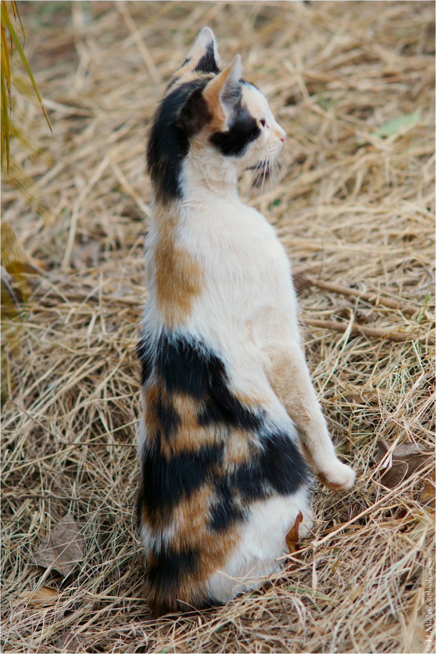 Studio-One.Art.br Repo Fotografia em Rio Preto SP/Brasil