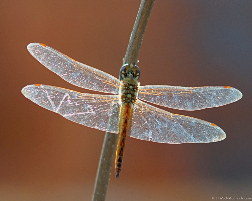 Studio-One.Art.br Repo Fotografia em Rio Preto SP/Brasil