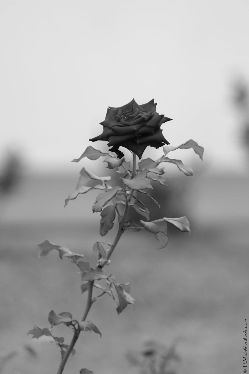 Studio-One.Art.br Repo Fotografia em Rio Preto SP/Brasil