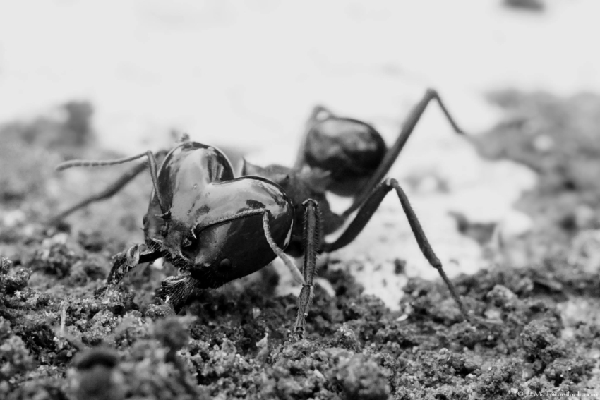 Studio-One.Art.br Repo Fotografia em Rio Preto SP/Brasil