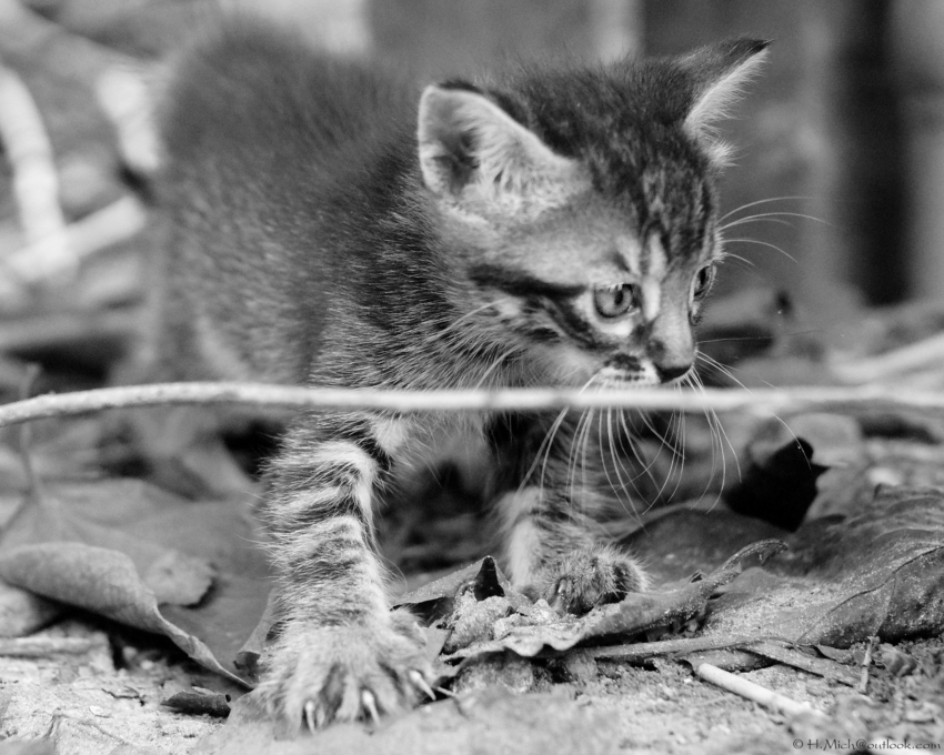 Studio-One.Art.br Repo Fotografia em Rio Preto SP/Brasil