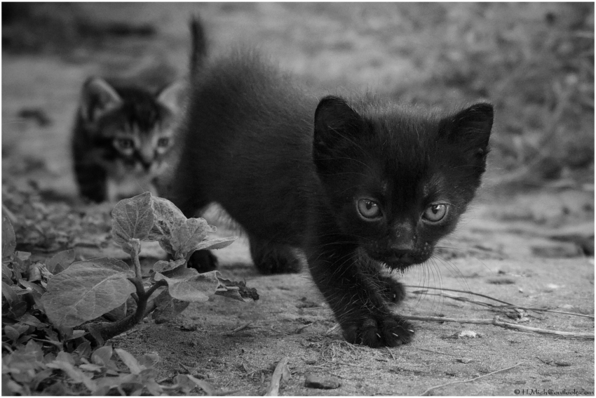 Studio-One.Art.br Repo Fotografia em Rio Preto SP/Brasil