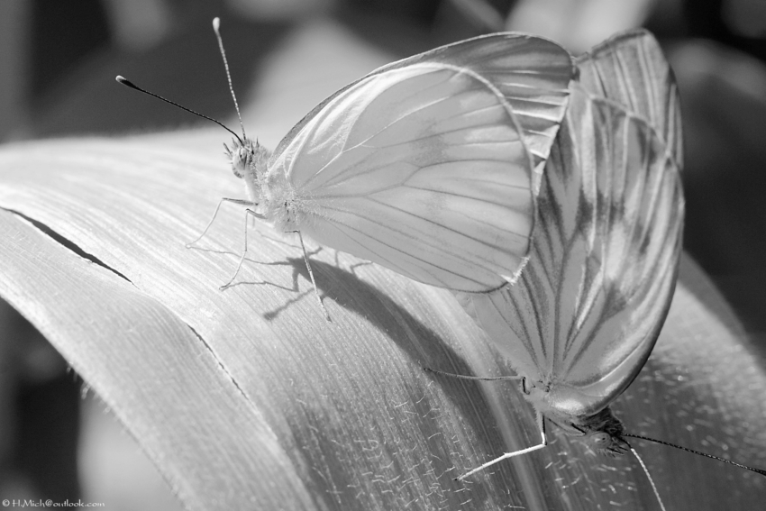 Studio-One.Art.br Repo Fotografia em Rio Preto SP/Brasil