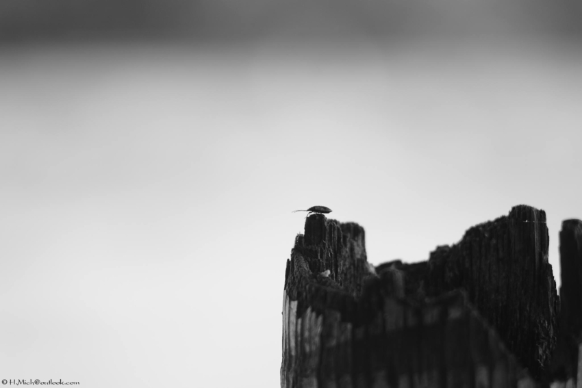 Studio-One.Art.br Repo Fotografia em Rio Preto SP/Brasil