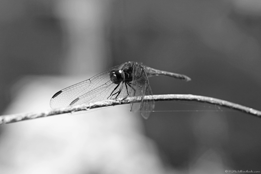 Studio-One.Art.br Repo Fotografia em Rio Preto SP/Brasil