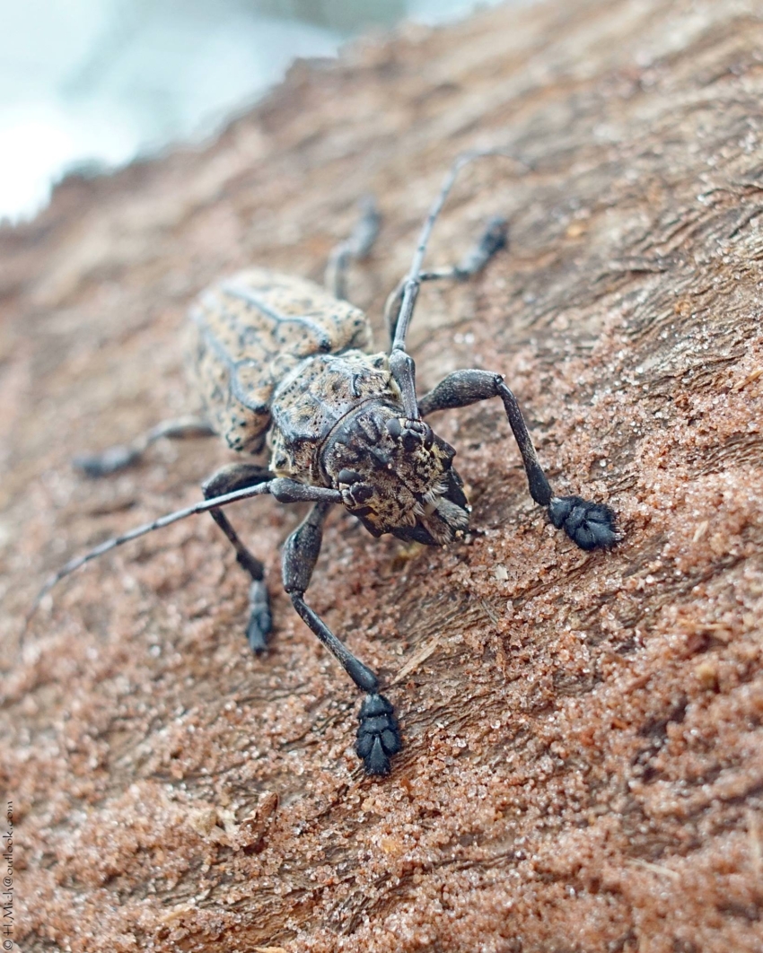 Studio-One.Art.br Repo Fotografia em Rio Preto SP/Brasil