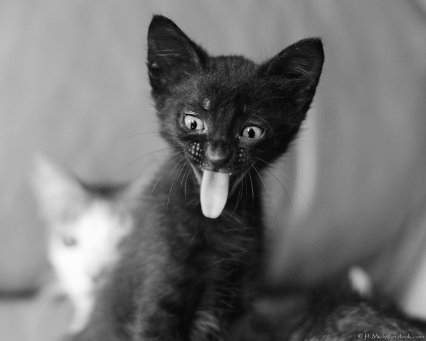 Studio-One.Art.br Repo Fotografia em Rio Preto SP/Brasil