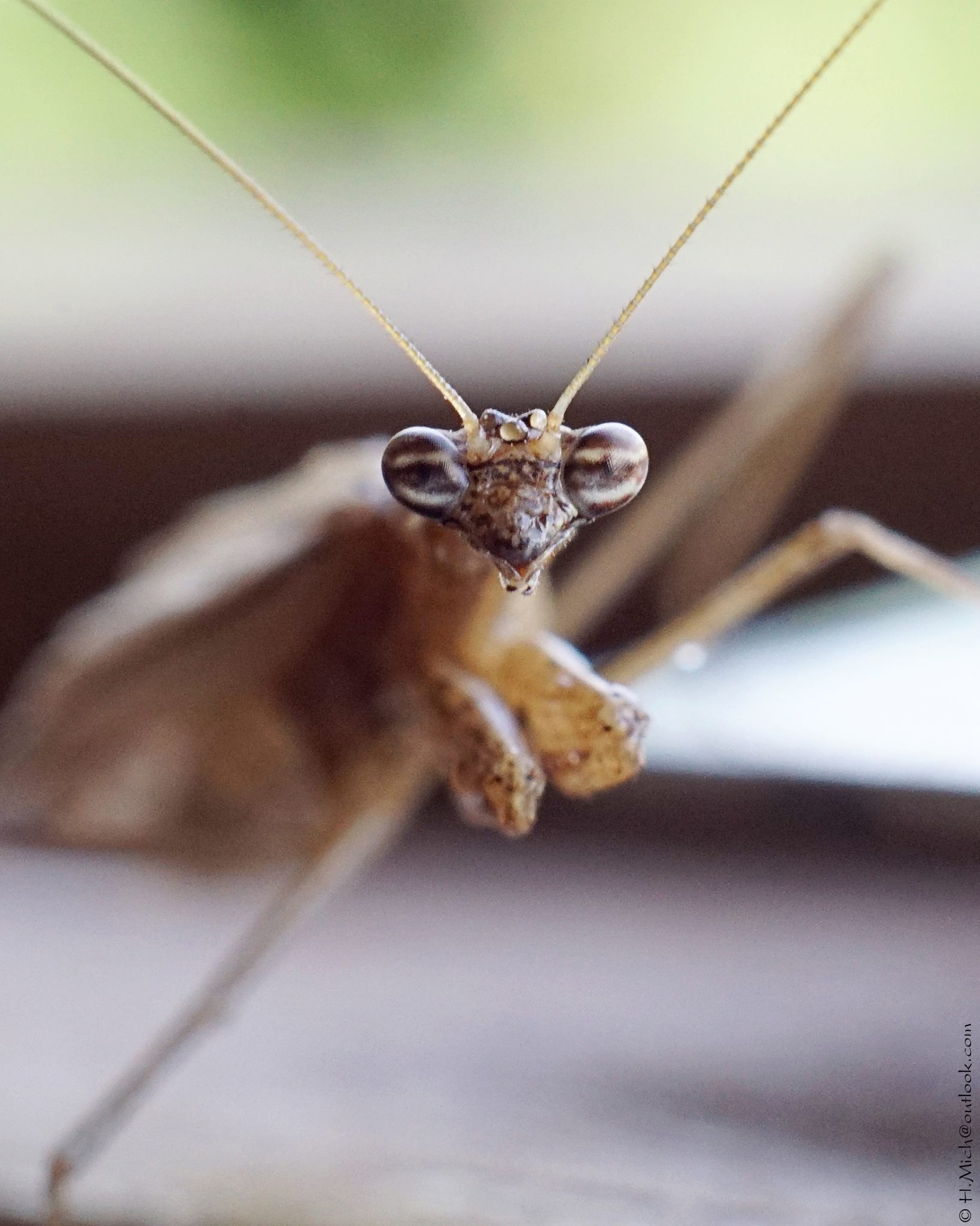 Fotografia Macro
