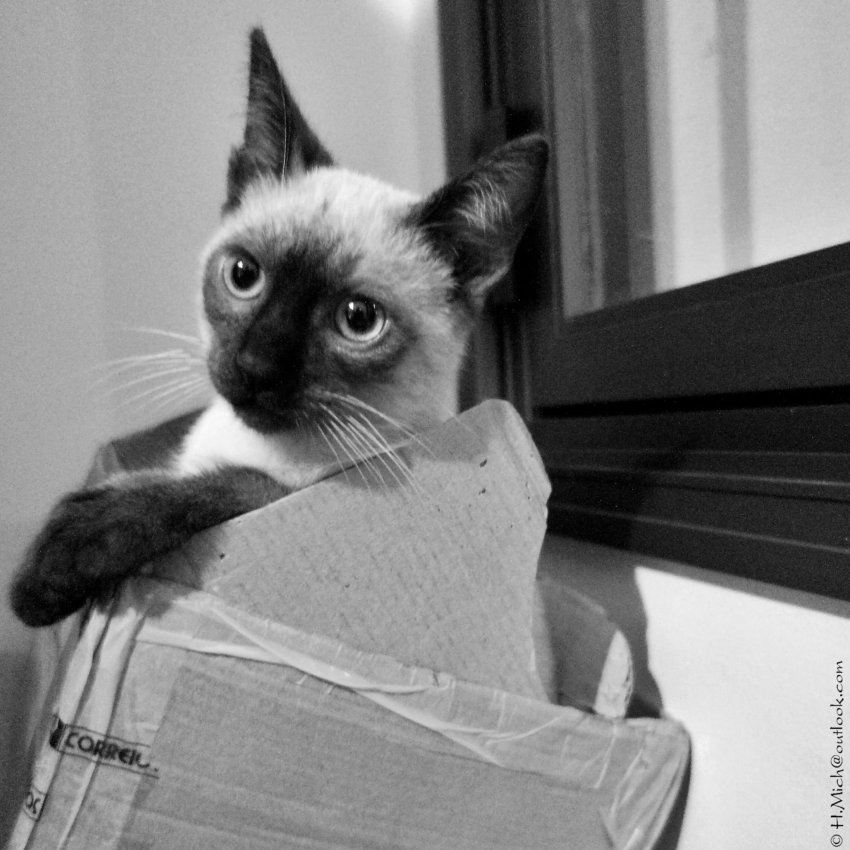 Studio-One.Art.br Repo Fotografia em Rio Preto SP/Brasil