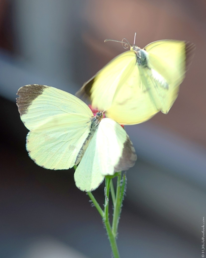 Studio-One.Art.br Repo Fotografia em Rio Preto SP/Brasil