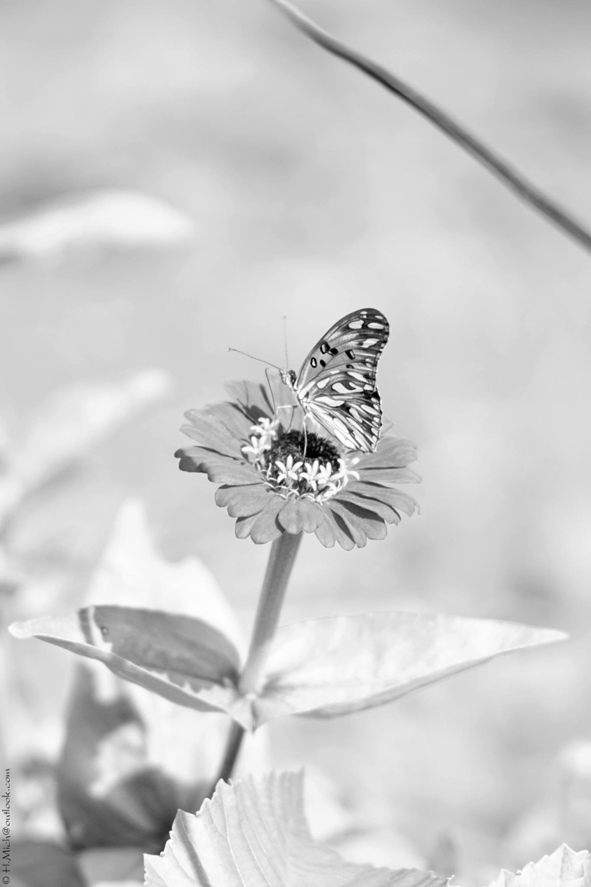 Studio-One.Art.br Repo Fotografia em Rio Preto SP/Brasil