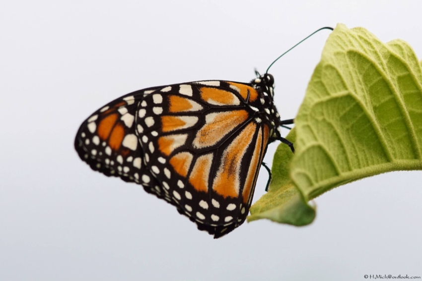 Studio-One.Art.br Repo Fotografia em Rio Preto SP/Brasil