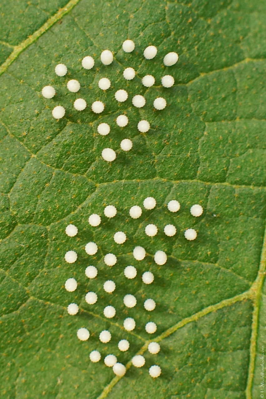 Studio-One.Art.br Repo Fotografia em Rio Preto SP/Brasil